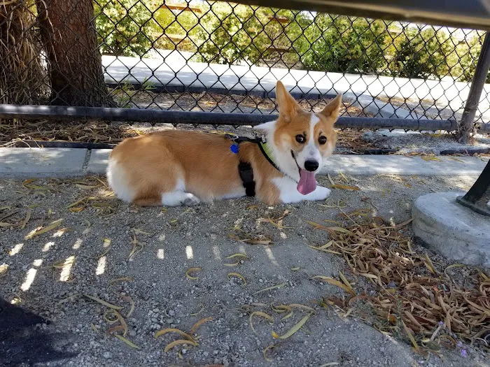 Bark & Ride 7