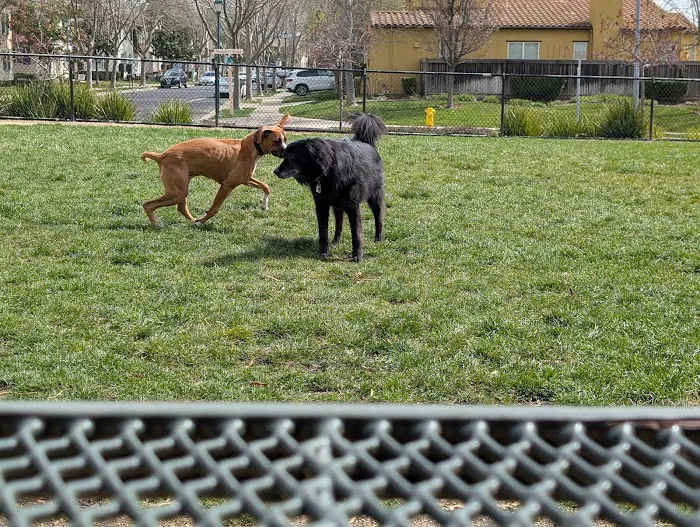 Bark & Ride 1