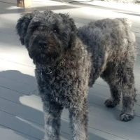 Bollinger Dog Run ico