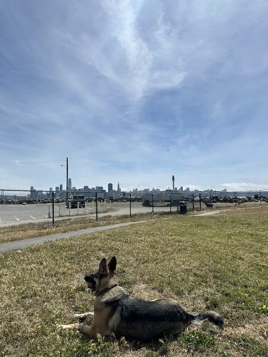 Treasure Island Dog Park 4