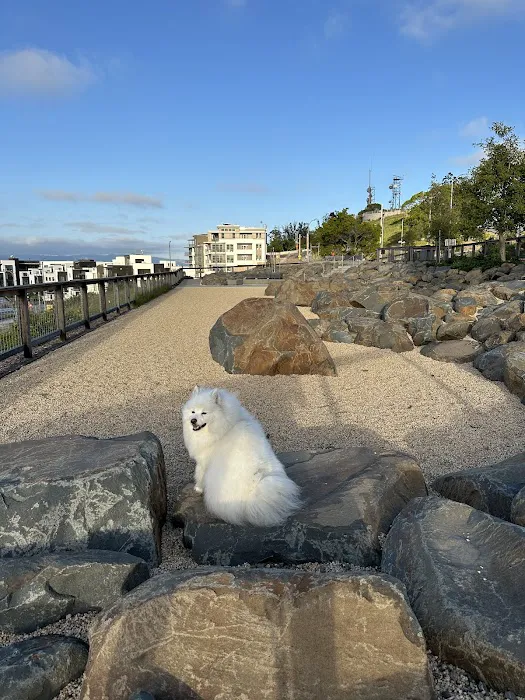 The Rocks Dog Park Yerba Buena Island 10
