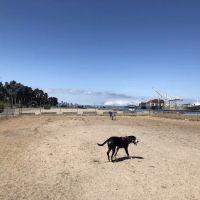 Main Street Dog Park ico