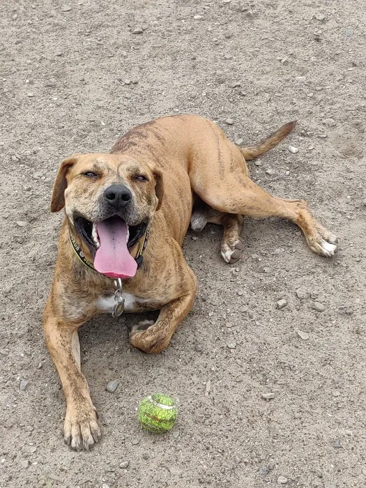 Main Street Dog Park 9