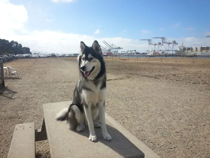 Main Street Dog Park 10