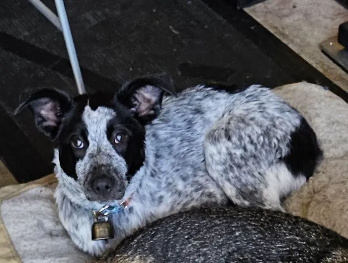 Del Mar Dog Park (Off-leash, open dawn-dusk) 1