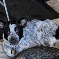 Del Mar Dog Park (Off-leash, open dawn-dusk) ico