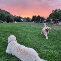 Dogbone Meadow ico