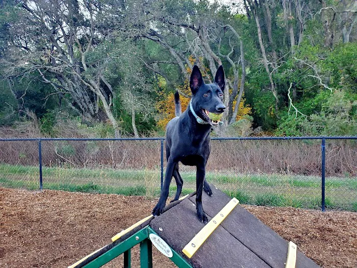 Dogbone Meadow 10