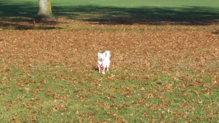 Rincon Valley Community Dog Park 1