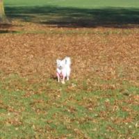 Rincon Valley Community Dog Park ico