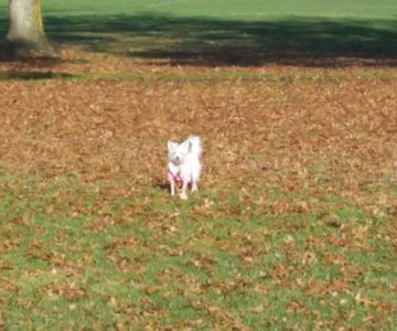 Rincon Valley Community Dog Park