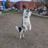 De Turk Park ico