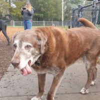 Hilliard Comstock Northwest Community Dog Park ico