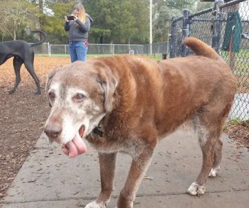 Hilliard Comstock Northwest Community Dog Park