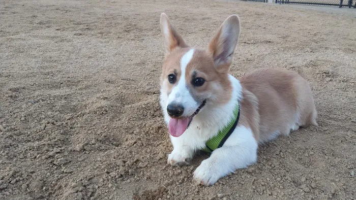 Windemere Dog Park 9