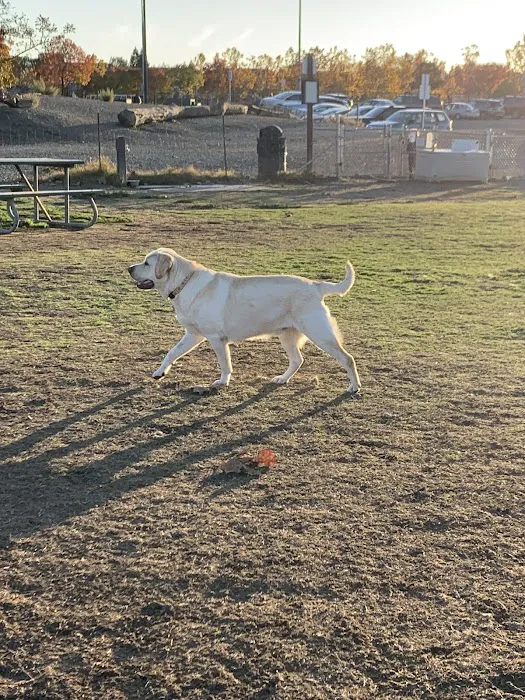 Livermore Canine Park 1