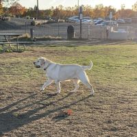 Livermore Canine Park ico