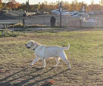 Livermore Canine Park