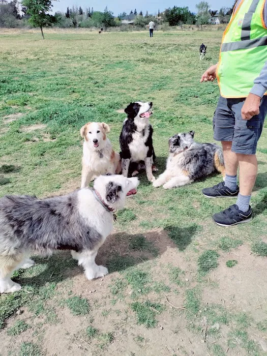 Livermore Canine Park 5