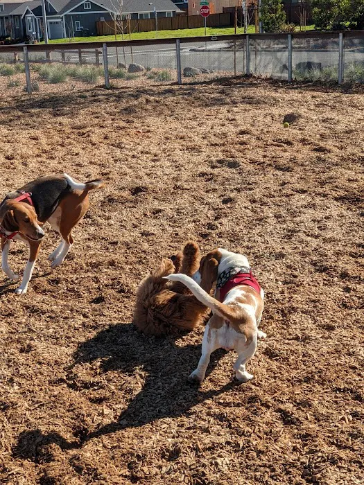 Coffey Park Dog Park 10