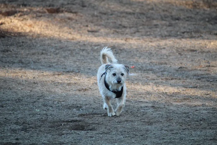 Ragle Ranch Dog Park 6