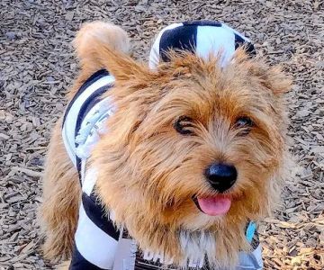 Ragle Ranch Dog Park