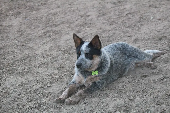 Ragle Ranch Dog Park 8