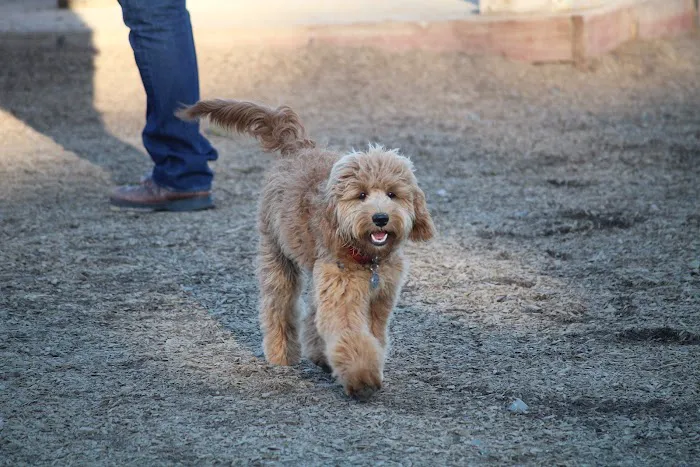 Ragle Ranch Dog Park 4