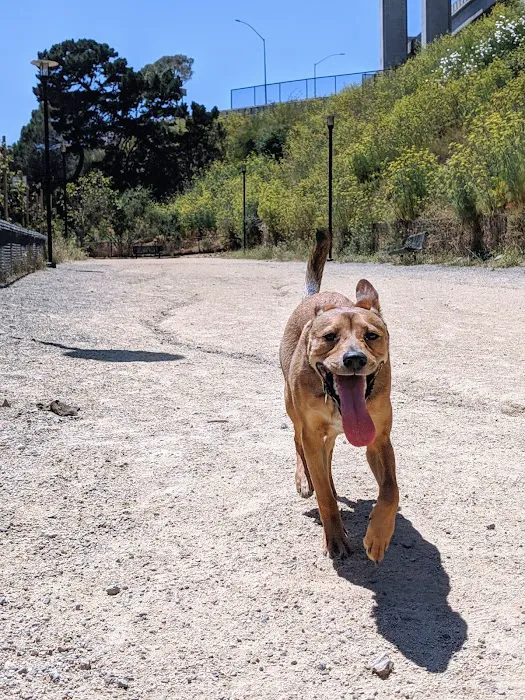 Rincon Hill Dog Park 8