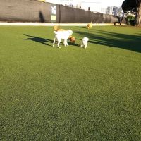 Dog Park | Moscone Park ico