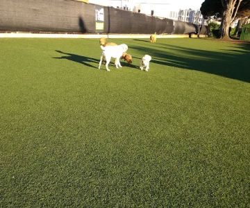 Dog Park | Moscone Park