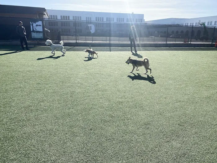 Dog Park | Moscone Park 5