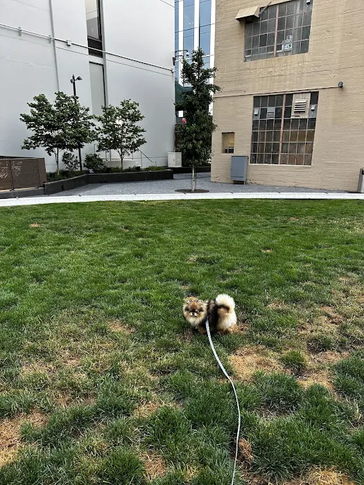 5M Dog Park 4
