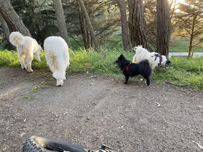 Lafayette Park Dog Play Area 8