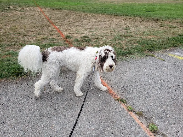 Corte Madera Dog Park 4