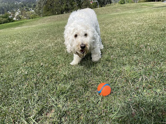 Corte Madera Dog Park 2