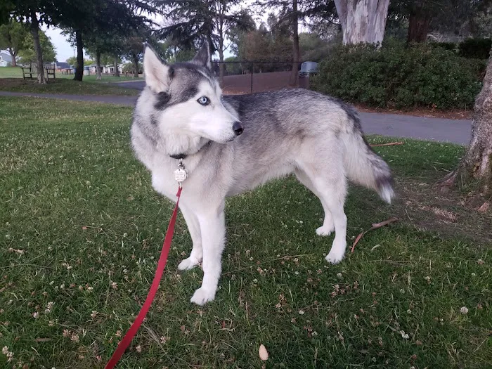Corte Madera Dog Park 1
