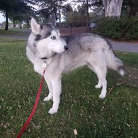 Corte Madera Dog Park ico