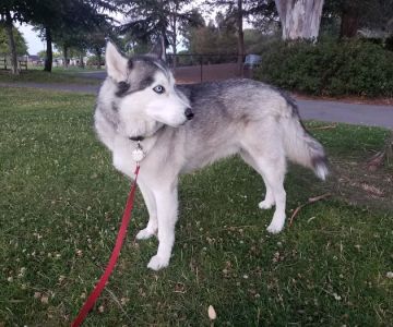 Corte Madera Dog Park