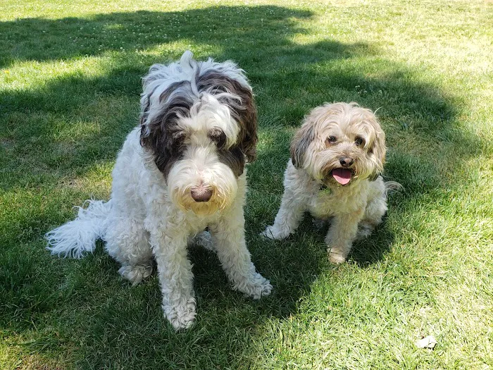 Dog Park | Bayfront Park Mill Valley 5