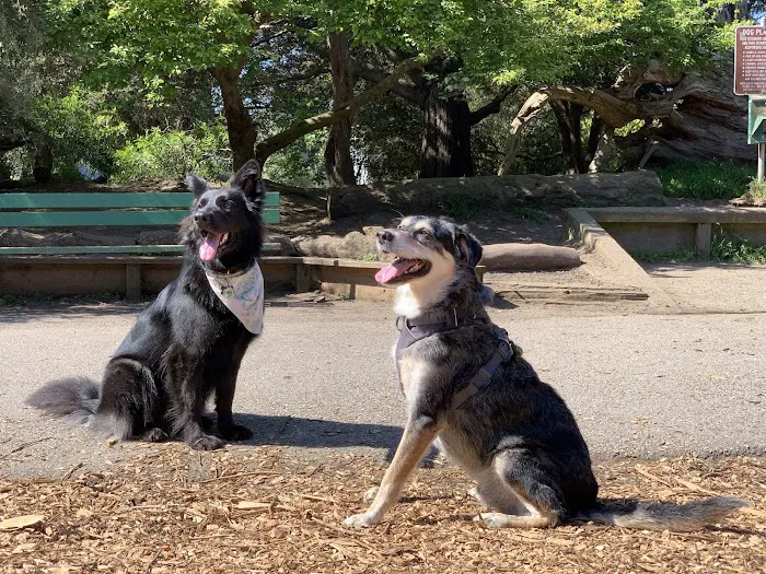 Mountain Lake Park Dog Play Area 3