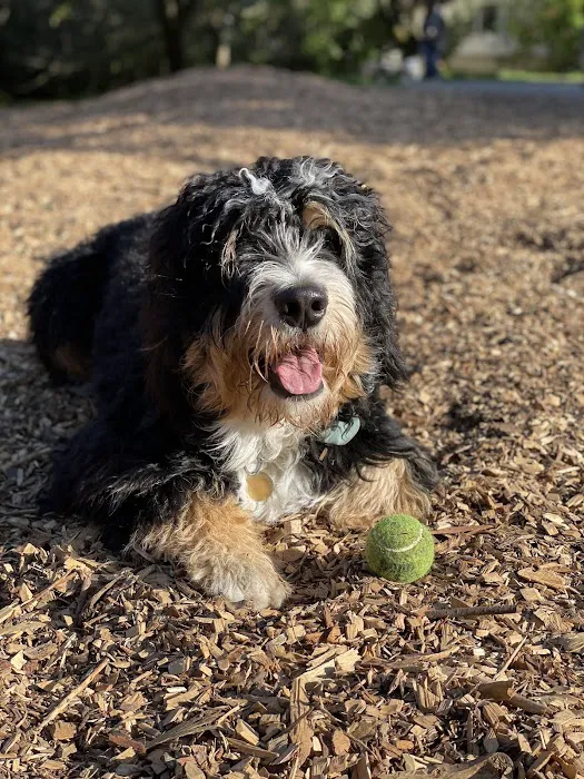 Mountain Lake Park Dog Play Area 8