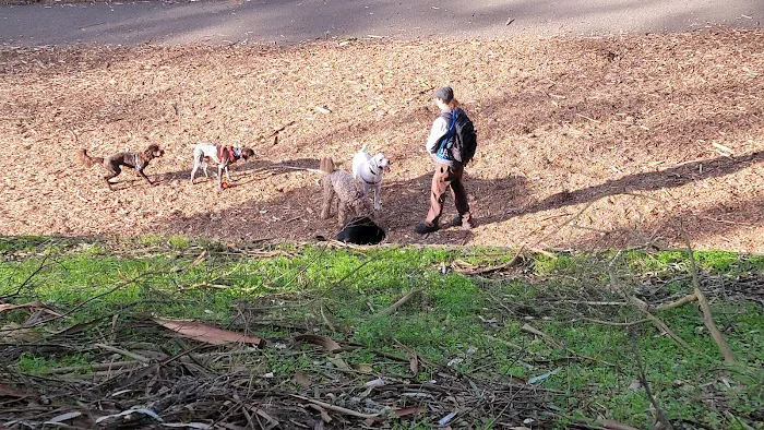 Mountain Lake Park Dog Play Area 7