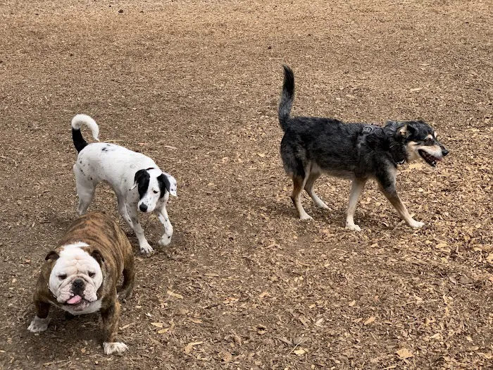 Mountain Lake Park Dog Play Area 10
