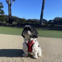 Golden Gate Park Dog Training Area ico