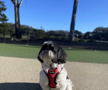 Golden Gate Park Dog Training Area