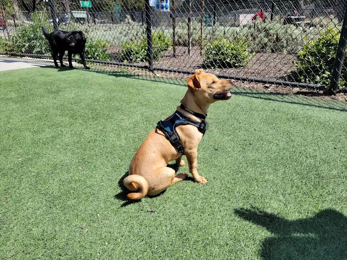 Golden Gate Park Dog Training Area 6