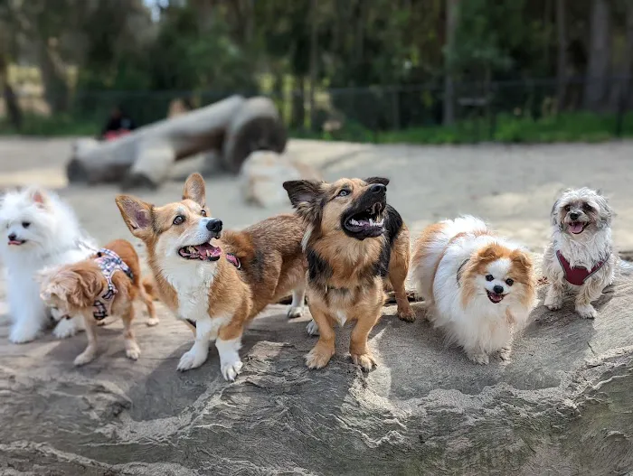 Golden Gate Park Dog Training Area 2