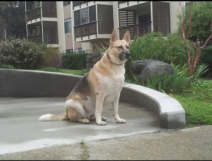 Jefferson Square Dog Play Area 2