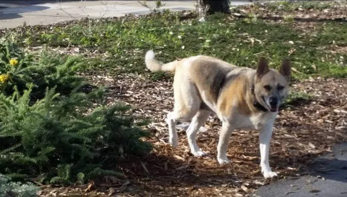 Jefferson Square Dog Play Area 1